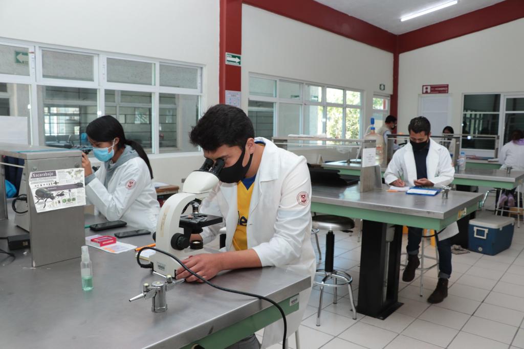 Analizarán en UATx biología de escarabajos descortezadores